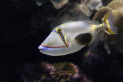 Blackbelly Triggerfish photo 2