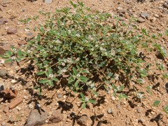 Euphorbia capitellata