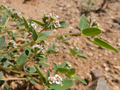 Euphorbia capitellata