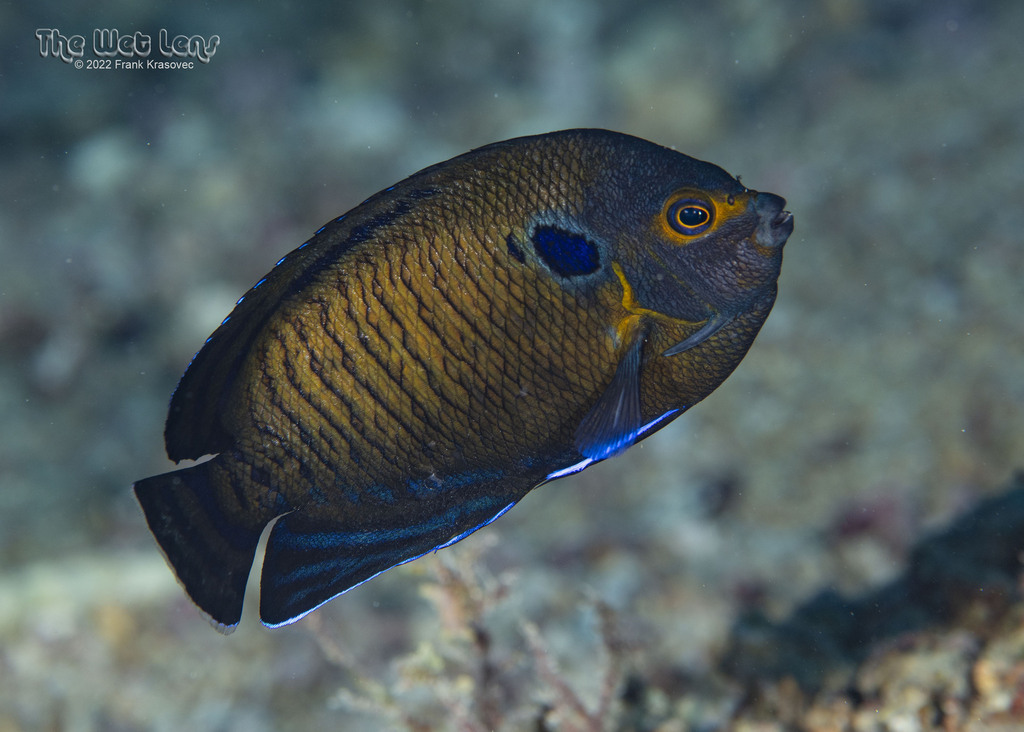 Dusky Angelfish