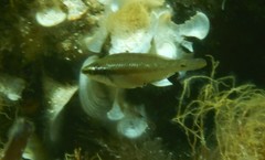 Symphodus ocellatus