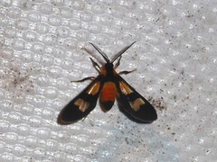 Leucotmemis hemileuca