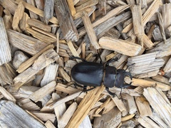 Lucanus mazama
