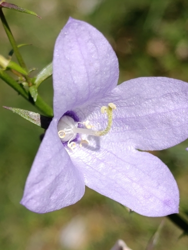 Image of Campanula pyramidalis by no rights reserved