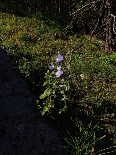 Image of Campanula pyramidalis by no rights reserved
