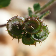 Medicago tornata