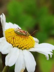 Calocoris roseomaculatus