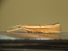 Agriphila selasella