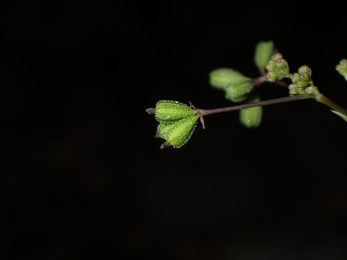Wineflower