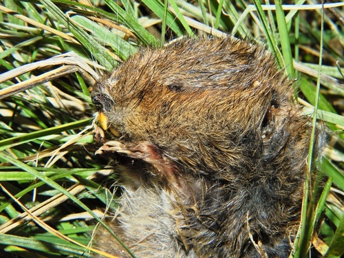 Southwestern Water Vole, photo 6 of 7
