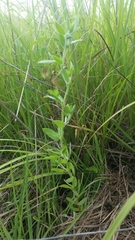 Lotus unifoliatus