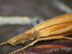 Agriphila selasella