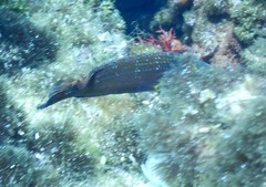 Symphodus mediterraneus