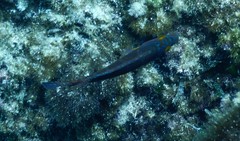 Symphodus mediterraneus