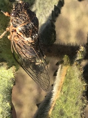 Clidophleps