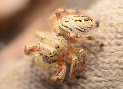 Phidippus clarus