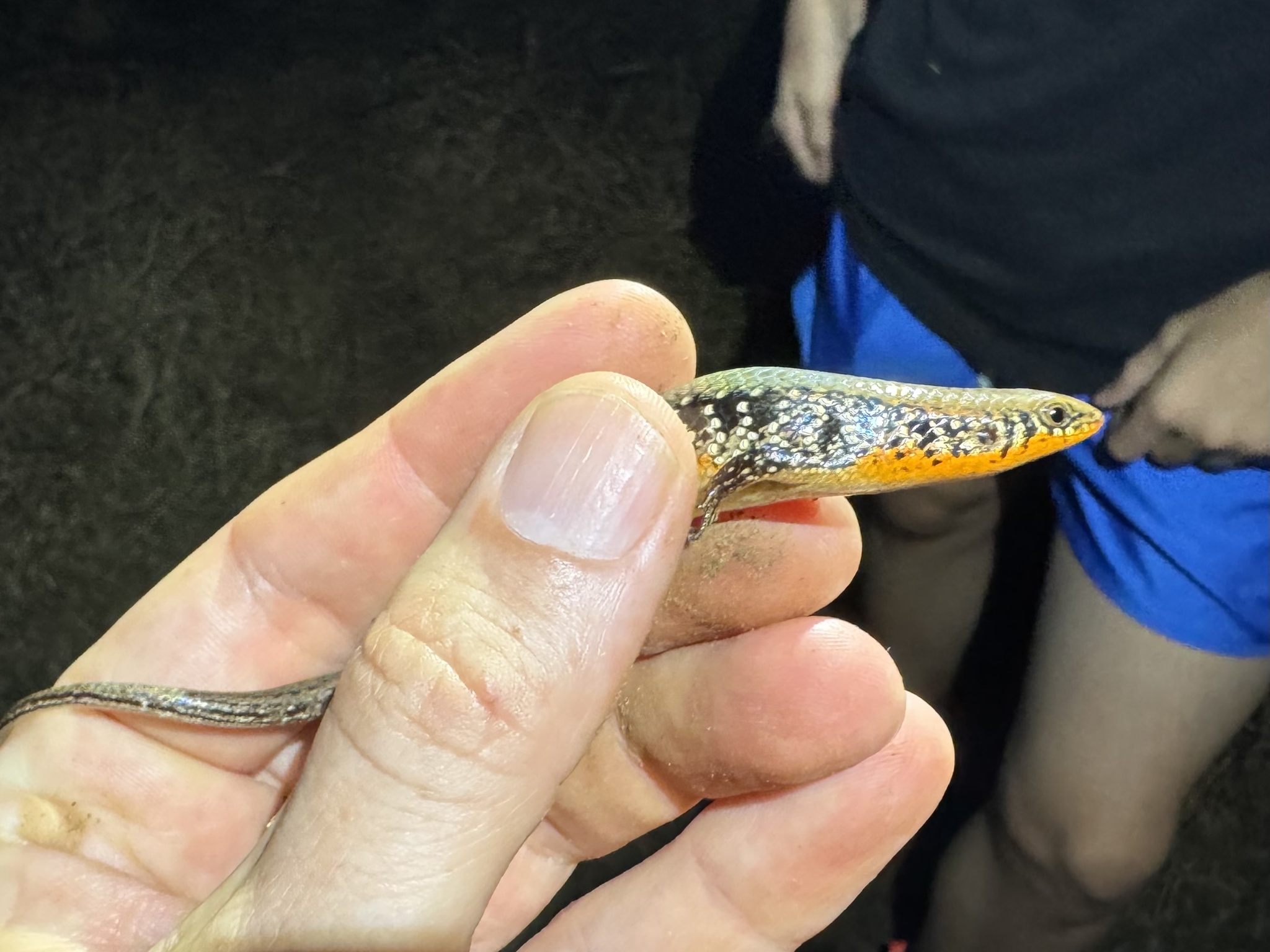 Tammanna Skink photo 5
