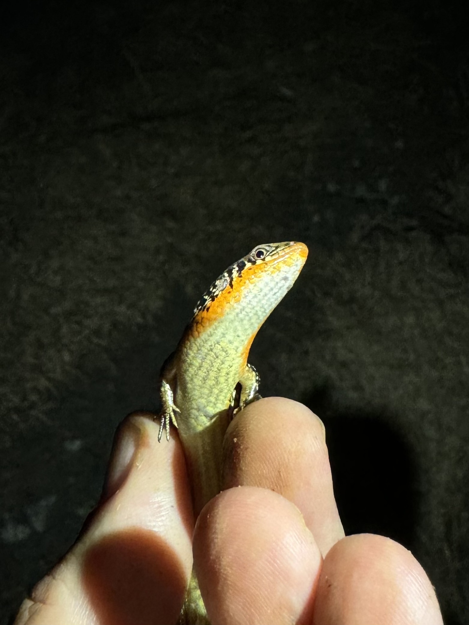 Tammanna Skink photo 6