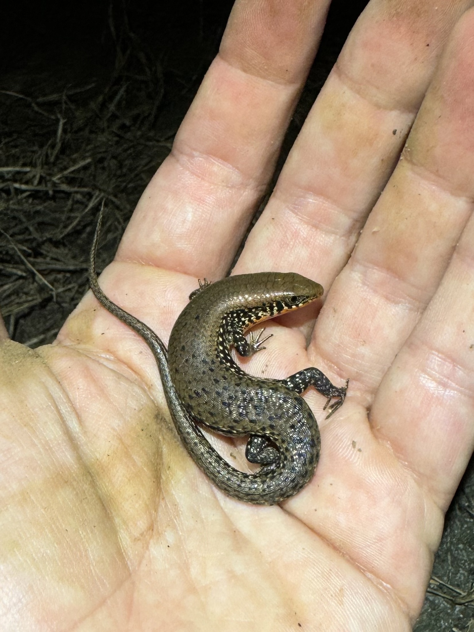 Tammanna Skink photo 7