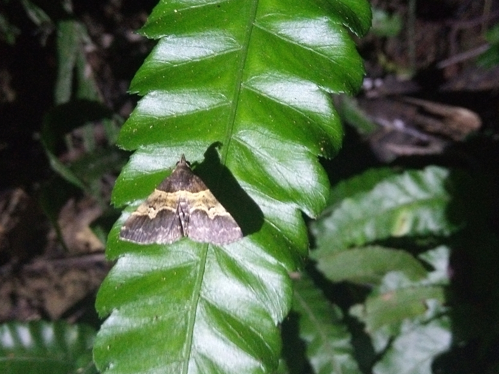 Bertula centralis