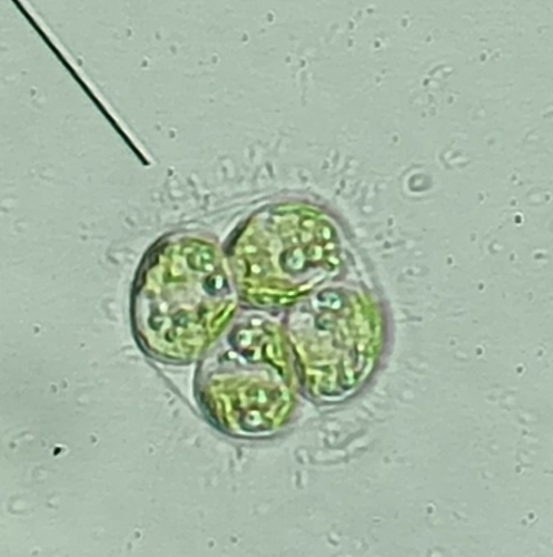 Oocystis borgei