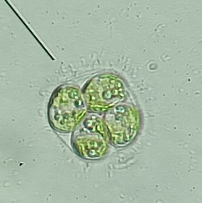 Oocystis borgei