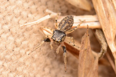 Zygoballus rufipes