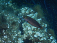 Symphodus mediterraneus