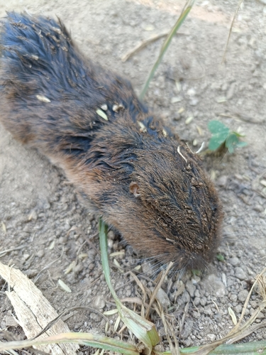 Black-and-brown Pocket Gopher (Megascapheus atrovarius) — Data Deficient Mammalia