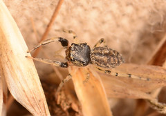 Zygoballus rufipes
