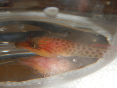 Lepadogaster lepadogaster