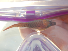 Lepadogaster lepadogaster