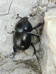 Trypocopris vernalis