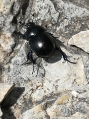 Trypocopris vernalis