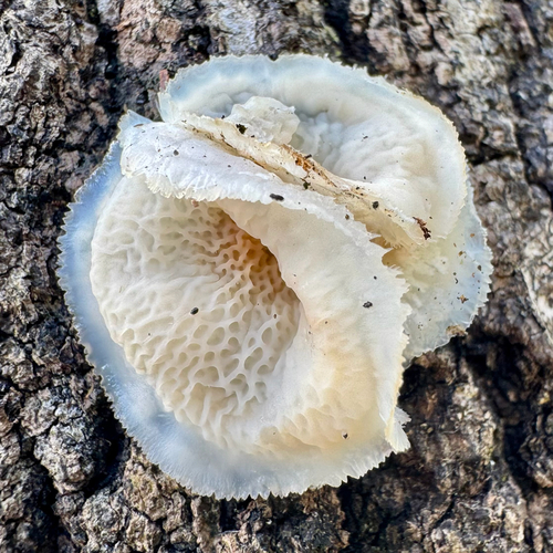 Merulius tremellosus