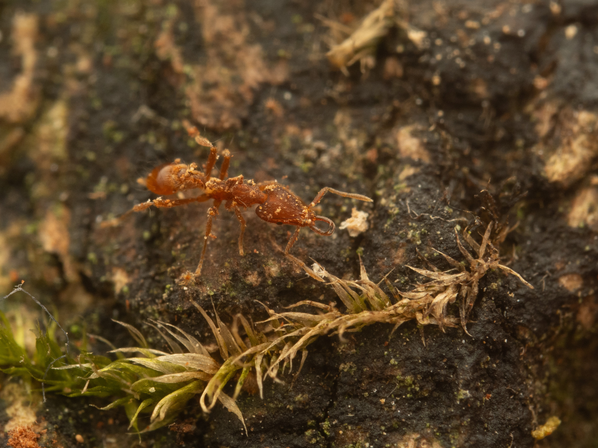 Strumigenys nanzanensis