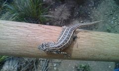Sceloporus samcolemani