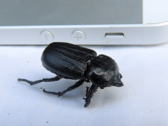 Phileurus