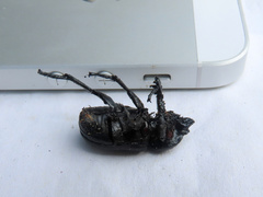 Phileurus