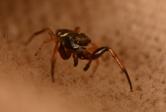 Zygoballus rufipes