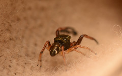 Zygoballus rufipes