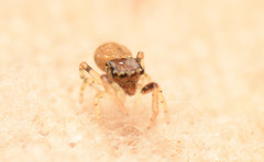Zygoballus rufipes