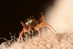 Zygoballus rufipes