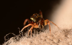 Zygoballus rufipes