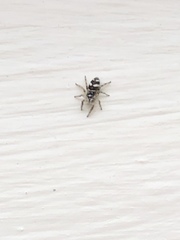 Salticus scenicus