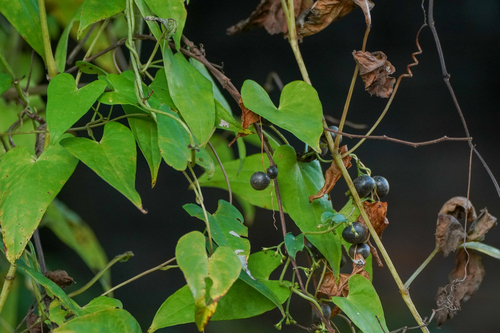 Image of Dioscorea japonica by (c) WATANABE Hitoshi 渡辺仁, some rights reserved (CC BY)