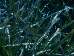 Sciaena umbra