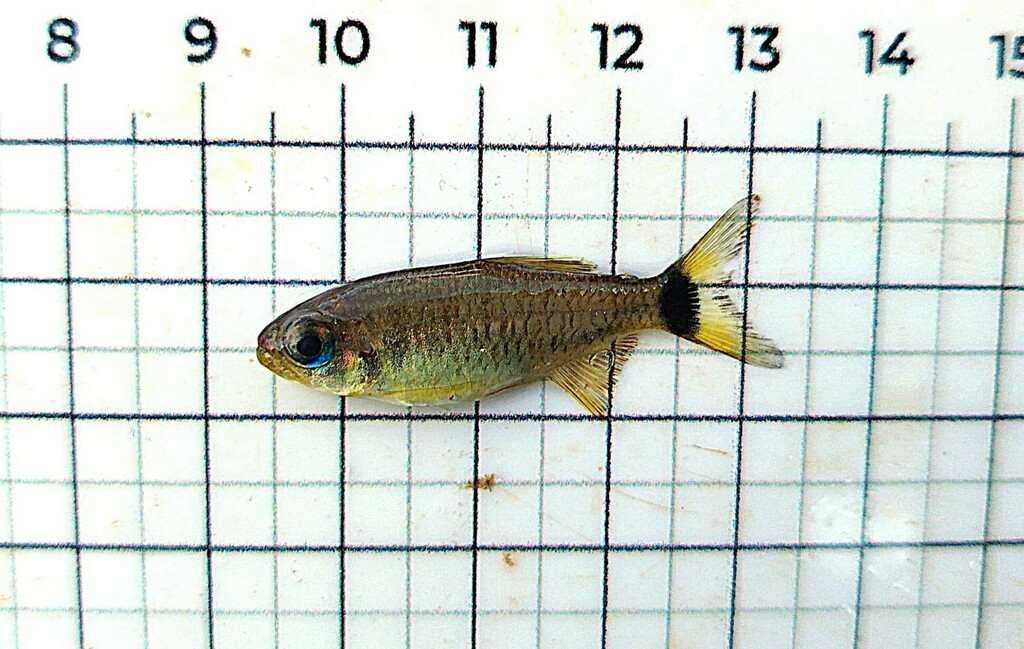 Tétra lipstick (Bario cosmops)