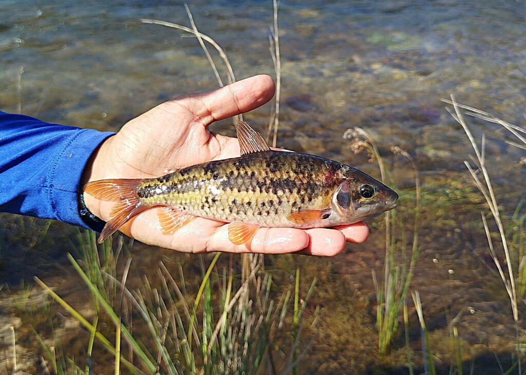 Grant's leporinus (Leporinus granti) — Anostomidae