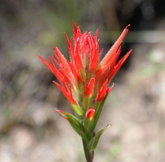 Castilleja miniata oblongifolia